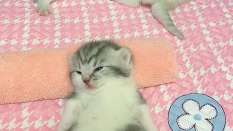 OMG So Cute Cats ♥ Best Funny Cat ❤️🐈Videos 2021 #shorts