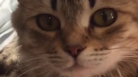 my beloved kitty
