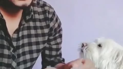 A dog helps its owner to calculate the money