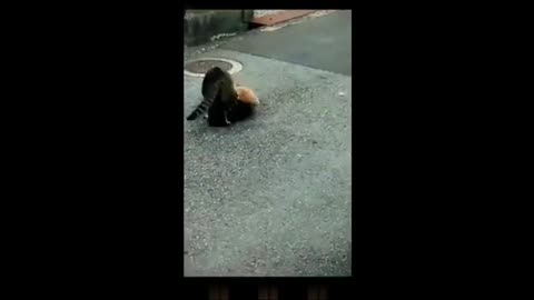 Funny animal video