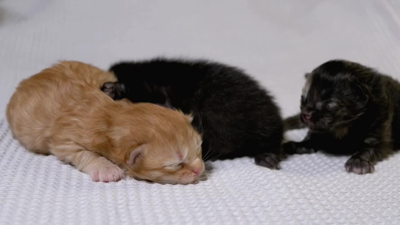 Cute little kittens on a white blanket