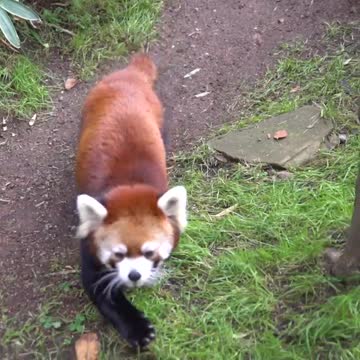 Red panda party