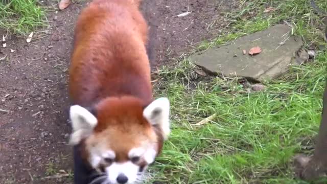 Red panda party