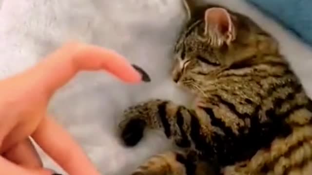 Love from cats!