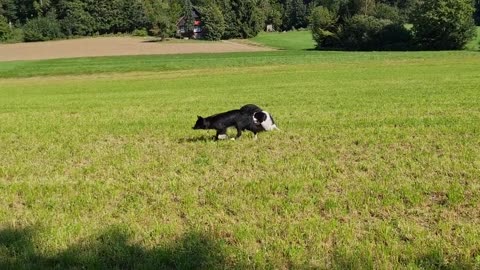 Border Collie - Schleichgang