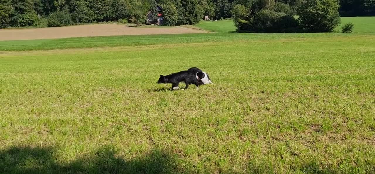 Border Collie - Schleichgang