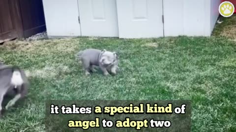 Blind Puppy Grows Up And Gets A Blind Puppy Of His Own