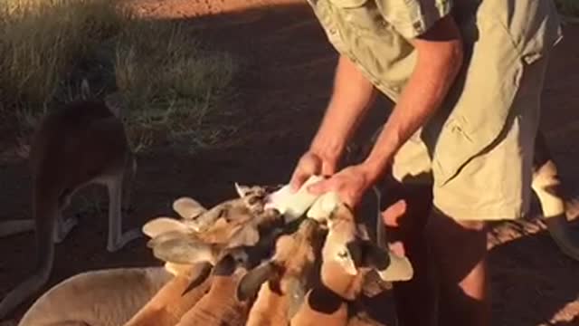 Milk Time at the Sanctuary