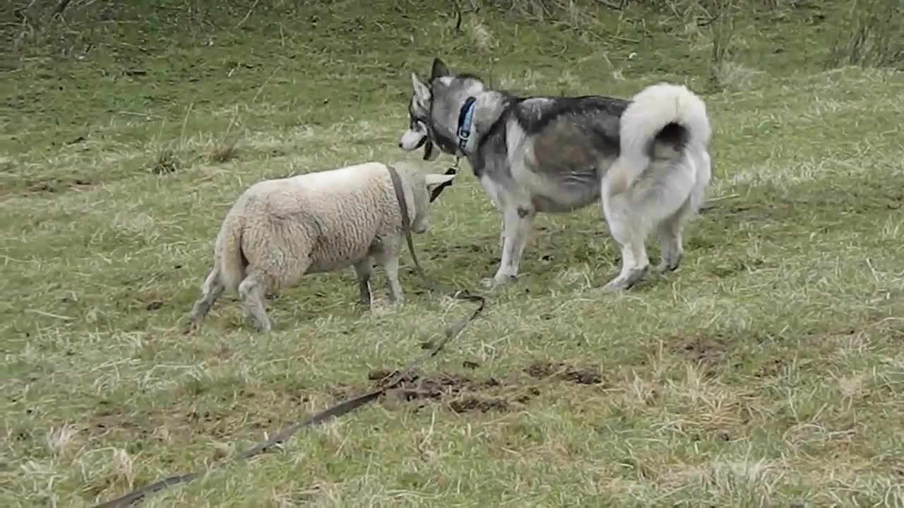 Energetic Lamb Enjoys Outdoor Playtime With Husky Friend