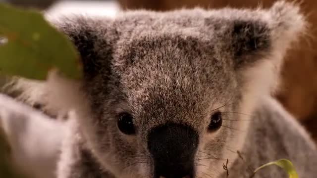 Koala eating leaves from a branch