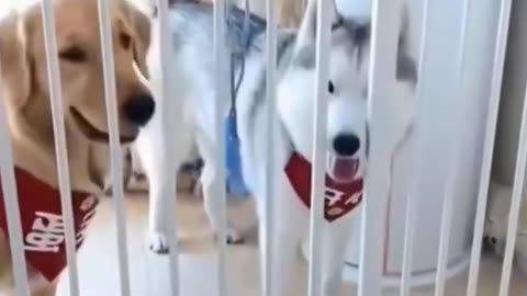 Funny Dogs