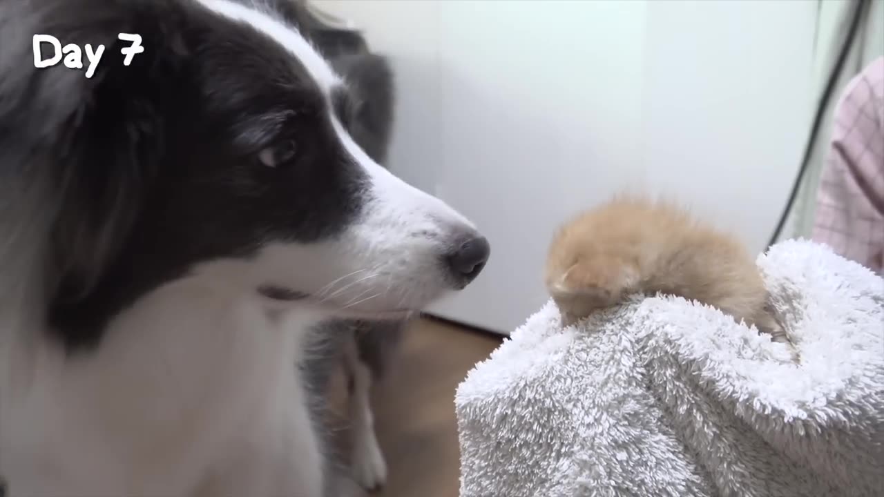 Rescued Tiny Kitten Grows Up Believing He’s a Big Dog | Day 1 to 60