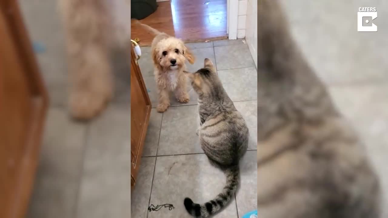 Puppy Calls On Bigger Dog To Protect Him From Cat