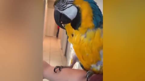 Smart And Funny Parrots Parrot Talking Videos Compilation P1 Super Dogsp7