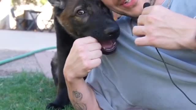TopthingsIvelearnedowninga4montholdGermanshepherd