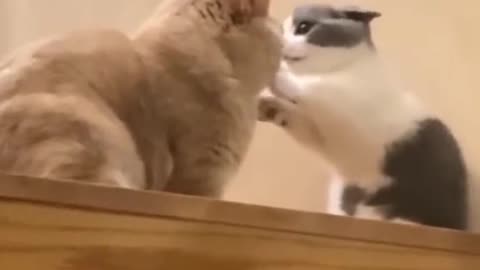 Funny Cats #001