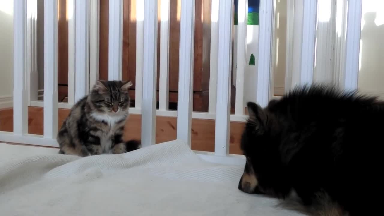 Finsk lapphund leker med kattunge