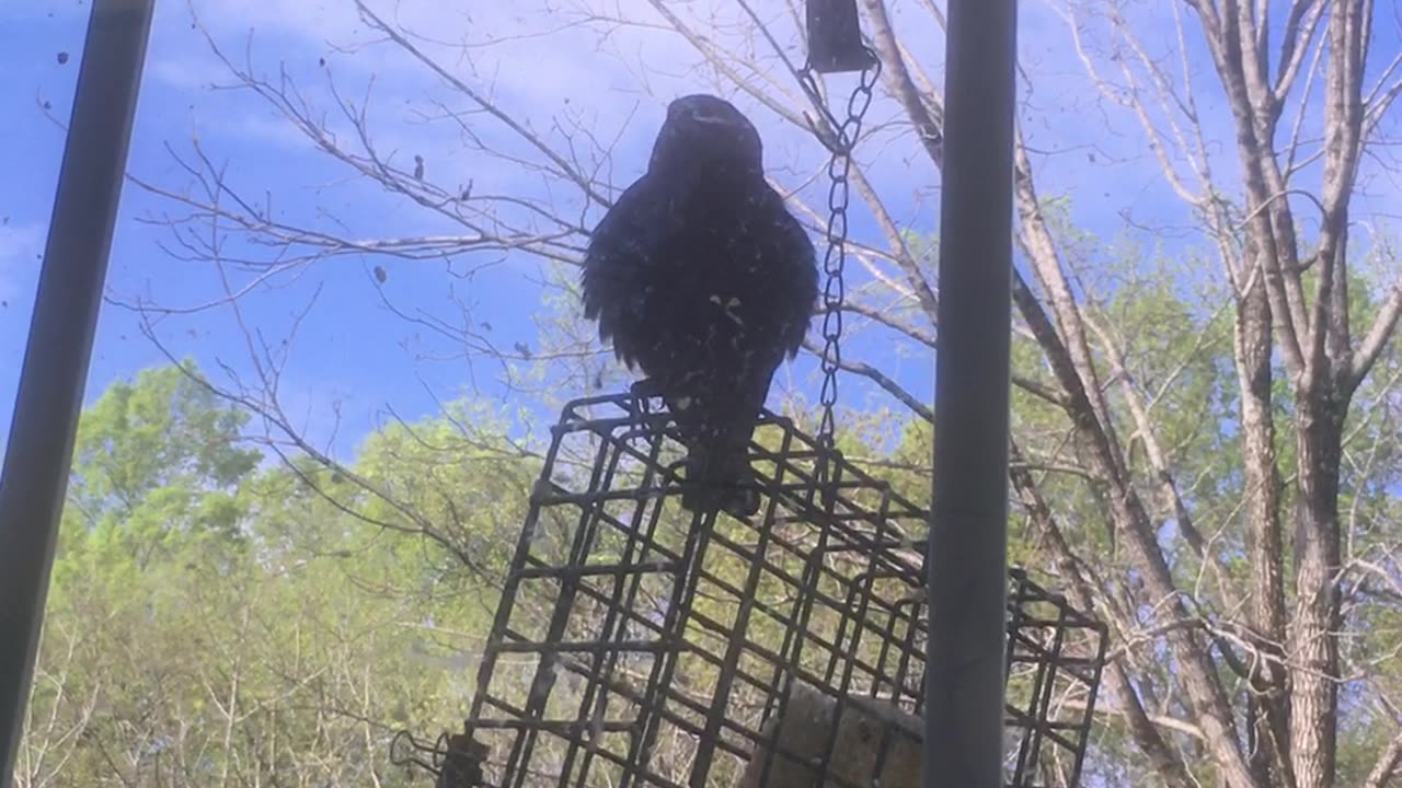Cowbird