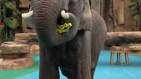 Most Funny Wild Animal - Cutest baby Elephant Videos # DSAFW3234 (1)