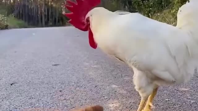 chicken and puppy playing football very funny😁😁😁😁✔❤