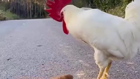 chicken and puppy playing football very funny😁😁😁😁✔❤