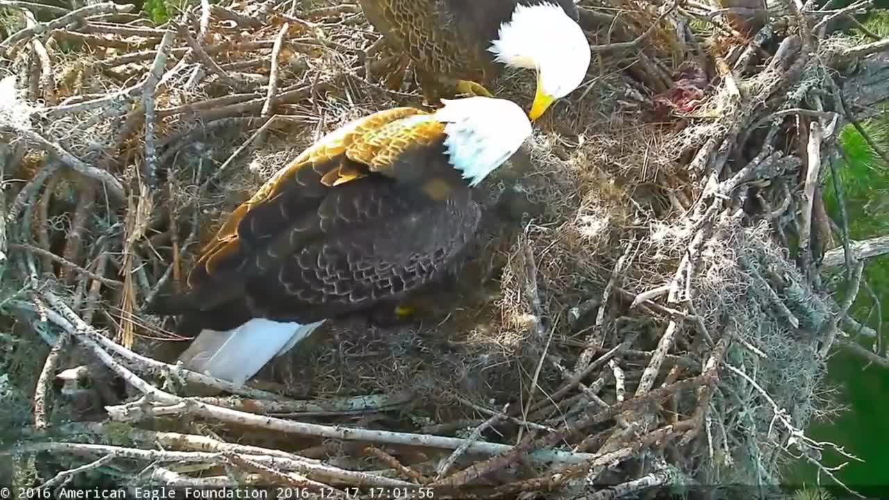 Bald Eagles Romeo & Juliet Welcome Peace to the Nest- Watch the Eaglet Hatch!