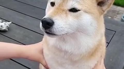 Funny dog vidéos