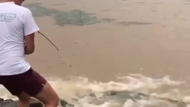 This is a beautiful and charming water-dwelling species