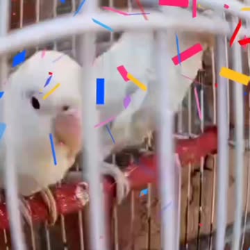 My Dear Albino and Blue Pastalino happy Pair/ Sevgili Albino ve Mavi Pastalino: Mutlu Bir Çift / मेरे प्रिय एल्बिनो और नीले पस्टालिनो: एक खुशहाल जोड़ी