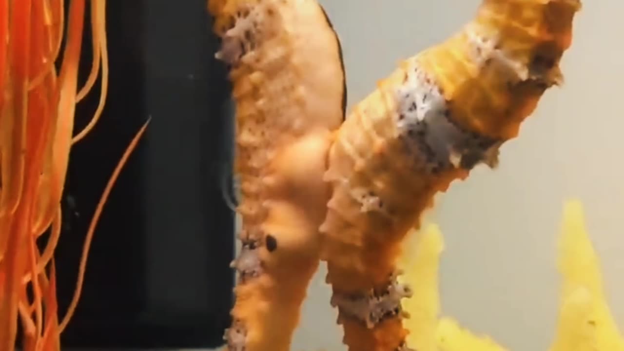 Seahorse transferring eggs