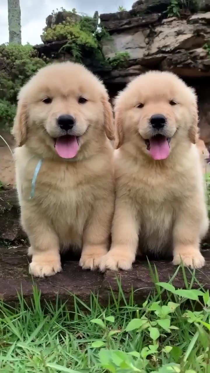 Fluffiest Golden Retriever Puppies Fluffiest Golden Retriever Puppies