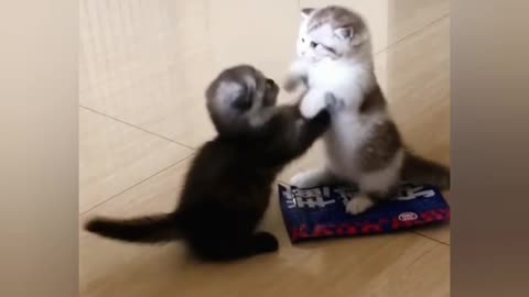 Funny kitty cats fighting