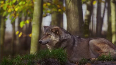 A lonely wolf in Canada.