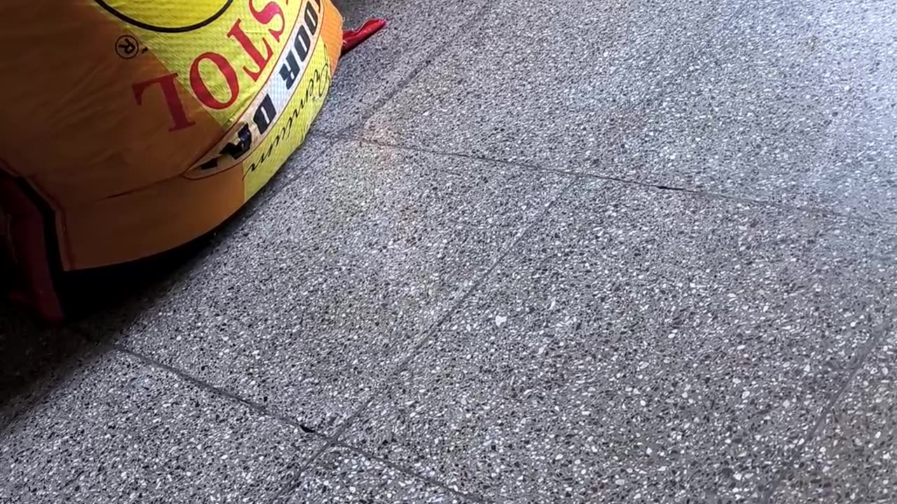 Cute cat πΈππΈπ