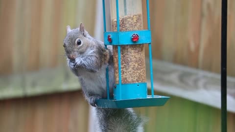 Cute Squirrel 😍