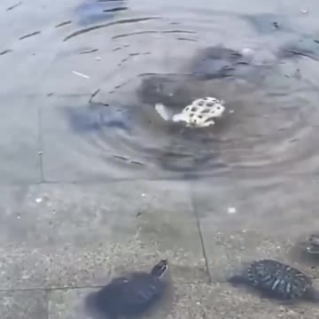 True friendship 🐢 💦❤️ Kindness wins every time!