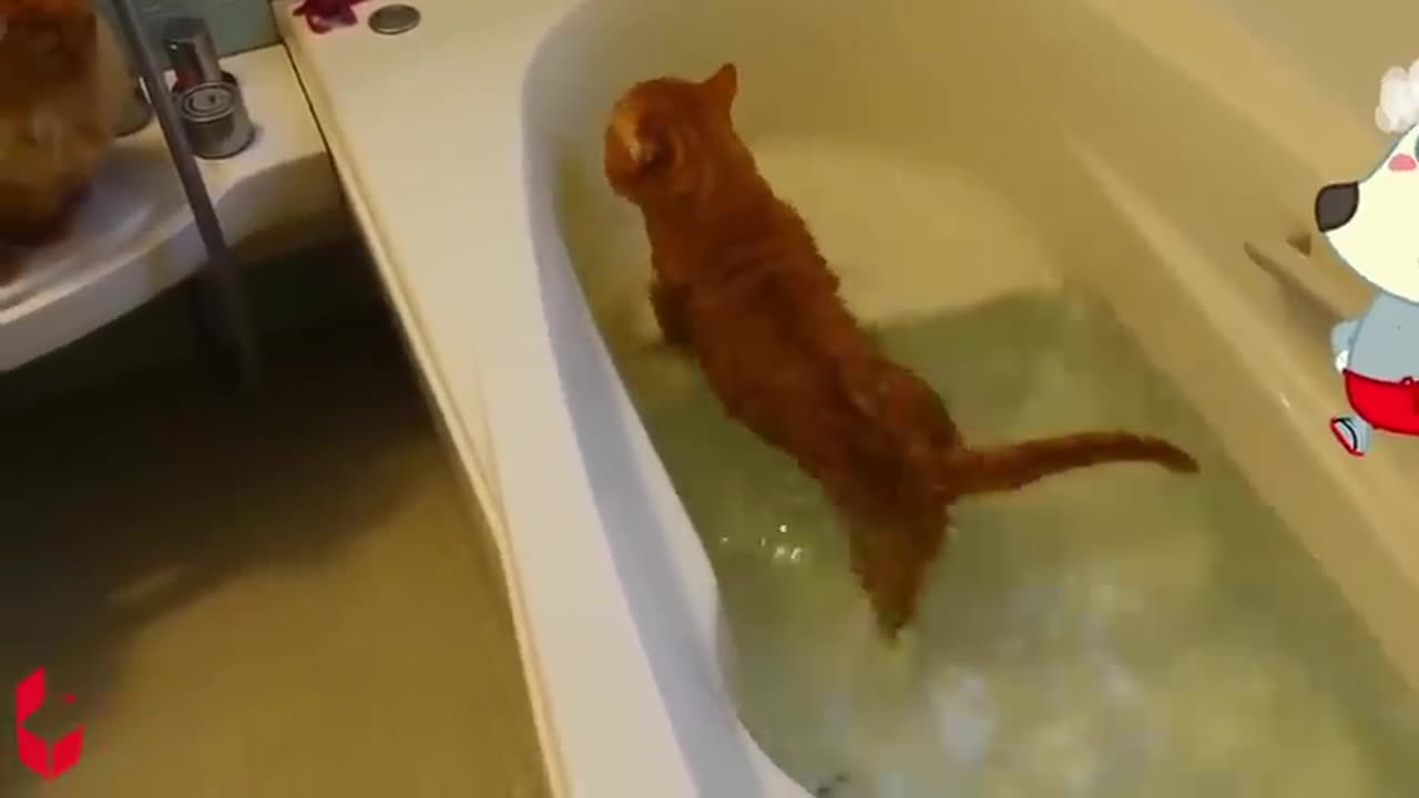 Funny animal