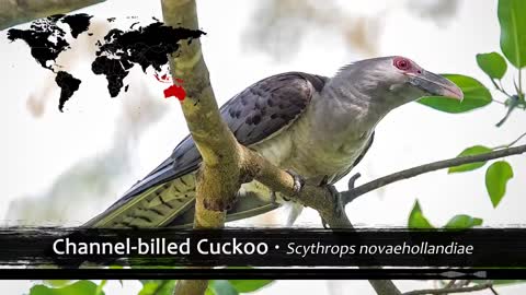 The Most Haunting Birds Songs of the World
