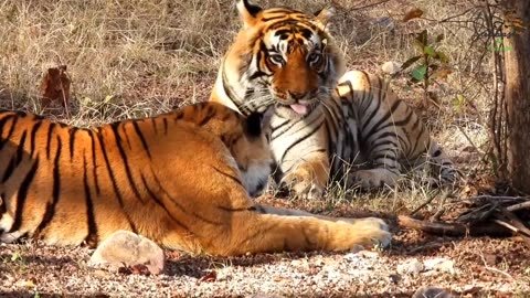 ranthambore national park