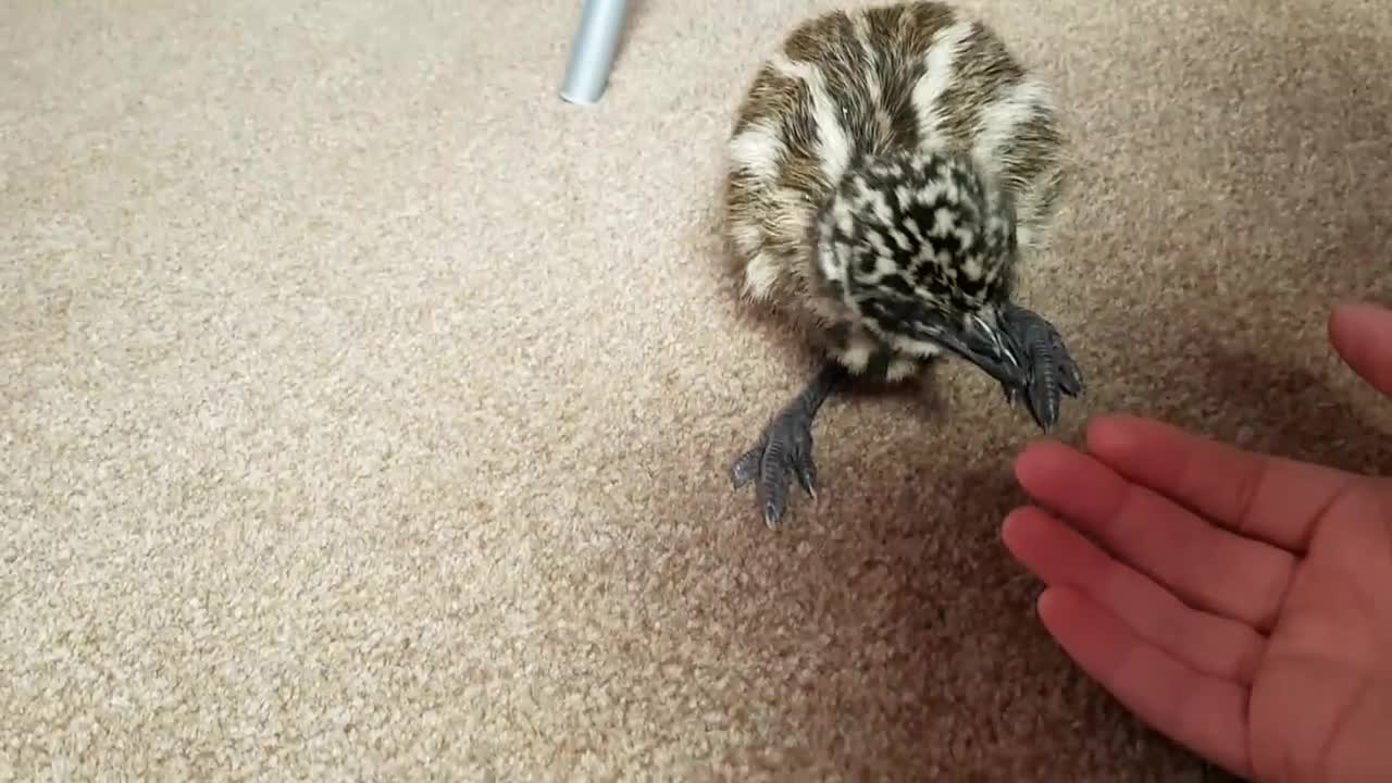 Vicious baby emu