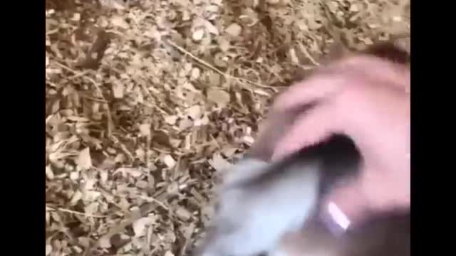 Horse SOO Cute! Cute And funny horse Videos Compilation cute moment #22