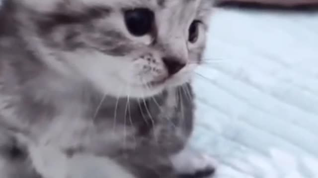 Train your cat | Very cute cats video