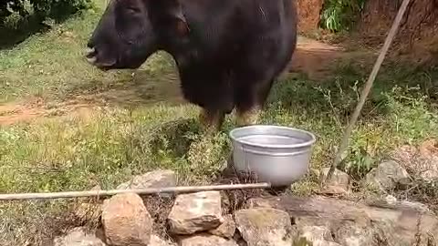 The woman gave water to the wild Buffalo 🦬 that had come to water