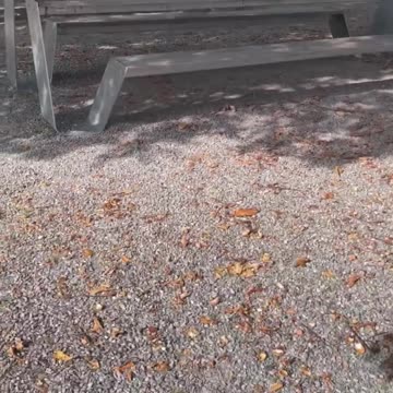 Freedom Cash Geocaching Paper Wallet