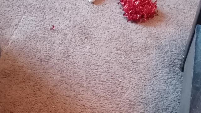 Which toy to play with
