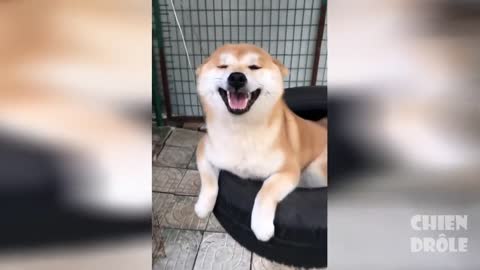 Try Not to Laugh ,Funny Dog Videos