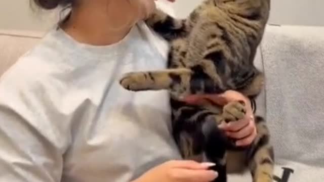 Cat and girl amazing video, cat funny video, omg video,