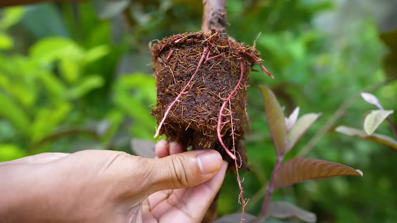 🌿Grow Guava Tree Fast with These Pro Tips for Beginners!