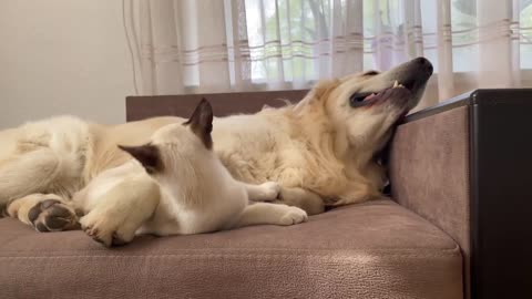 Kitten Washes a Golden Retriever [CUTENESS OVERLOAD]