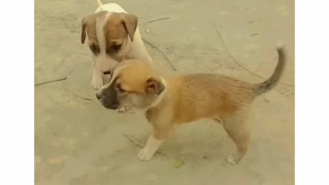 Cute Dogs on the road 🥰🥰🥰😘😘